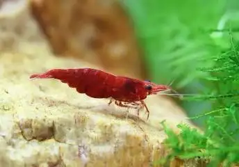 Red  Cherry Shrimp 10/$10, View more