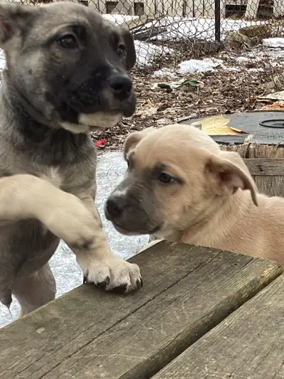 Medium Size Puppies for Sale, View more