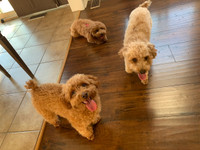 Golden Poodle Puppies Looking For New Home