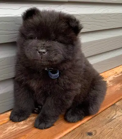 Chow chow la bande a kiwi, View more