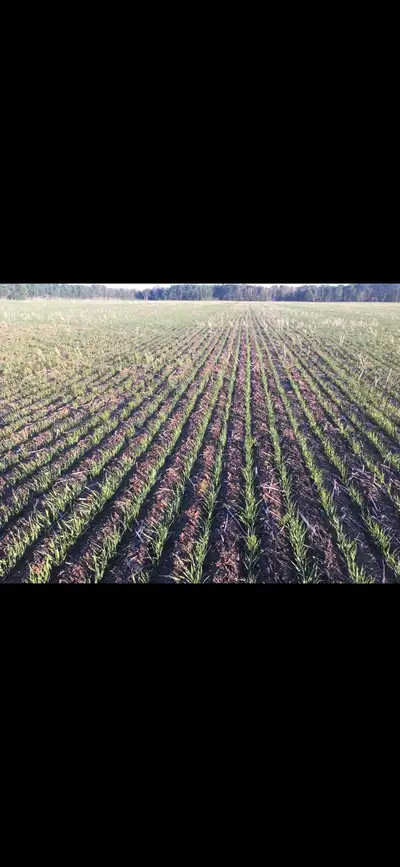 Good heavy clean seed oats available . Milling variety . $6.50 -$7.00 / bu depending on quantity . C...