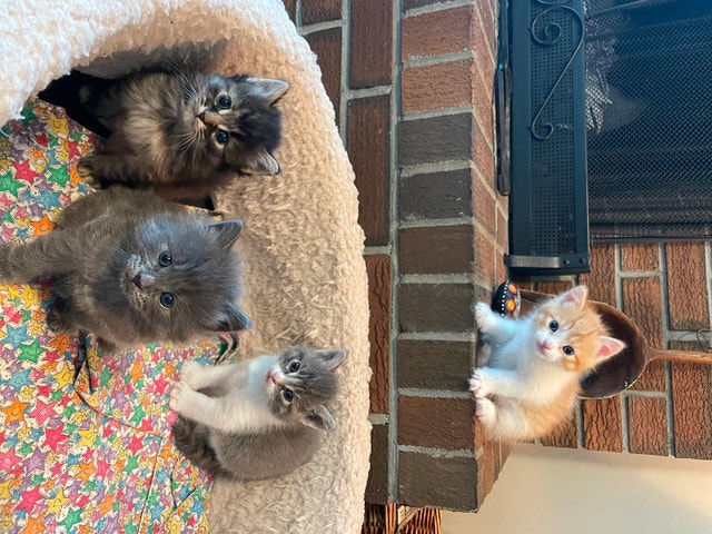 Family Raised Kittens Cats & Kittens for Rehoming Abbotsford Kijiji