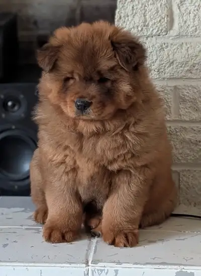 Chow Chow pure race, View more