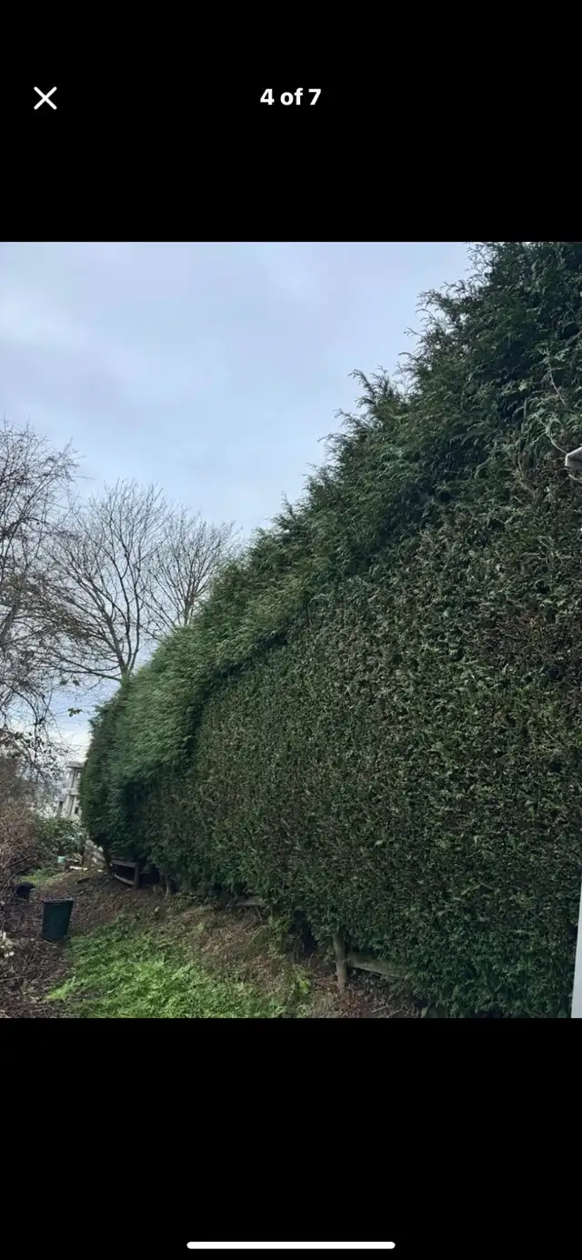 hedge trimming522608142965155842