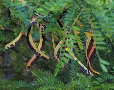 Thornless Honey Locust (Gleditsia triacanthos var. inermis) Description Thornless Honey Locust is a...