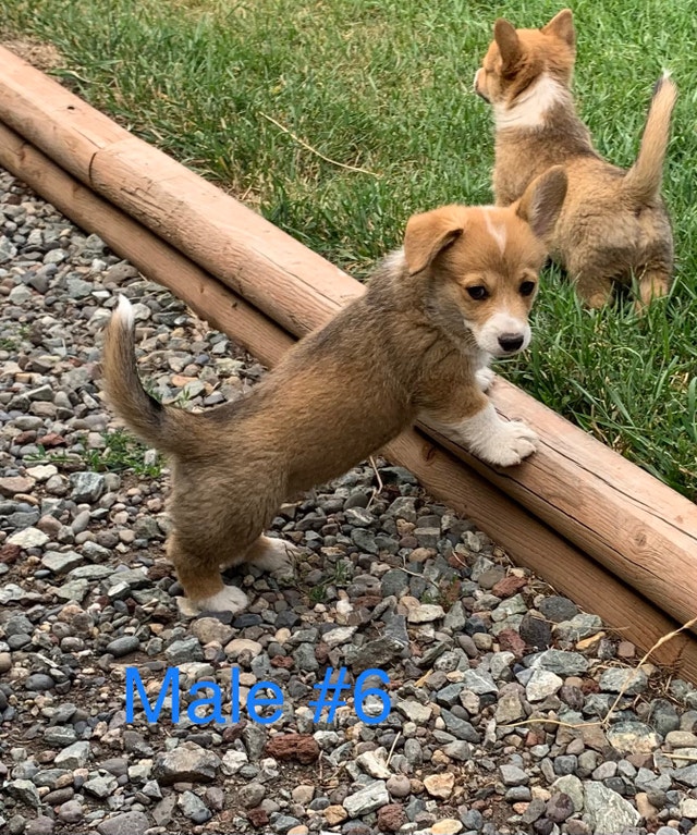 puppies ready to go! Dogs & Puppies for Rehoming Vanderhoof