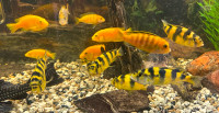 African Cichlids for sale $2 each yellow, orange and black strip