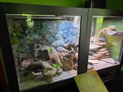 bearded dragon and complete setup, View more