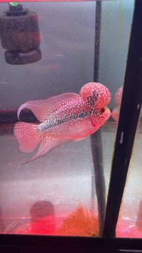 Flowerhorns Available for Rehoming! 