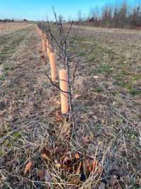 High density apple trees for sale - $10 each; cash only