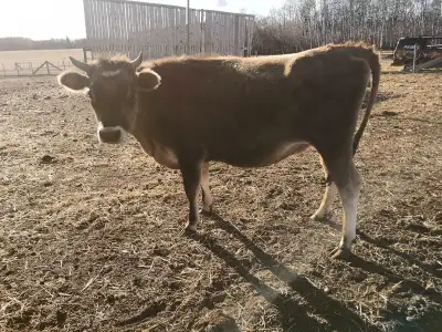 Cute Jersey Heifer for sale. Bred to a Jersey/mini Jersey Bull. Due in early March. Her mother is an...
