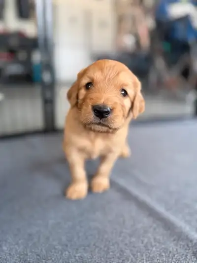 Goldendoodle Mix Puppies **New Photos**, View more