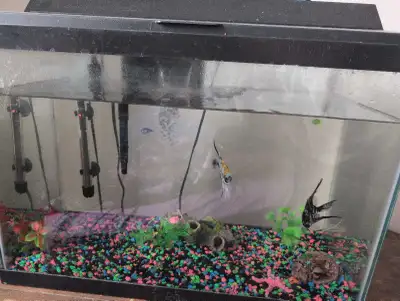 Angel fish w/tank, View more