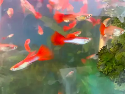 Guppies for sale, View more