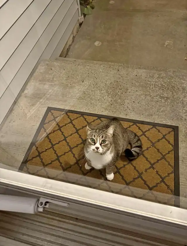 Beautiful Lost Kitty Cat— Needs to Get Home in Lost & Found in Edmonton - Image 2