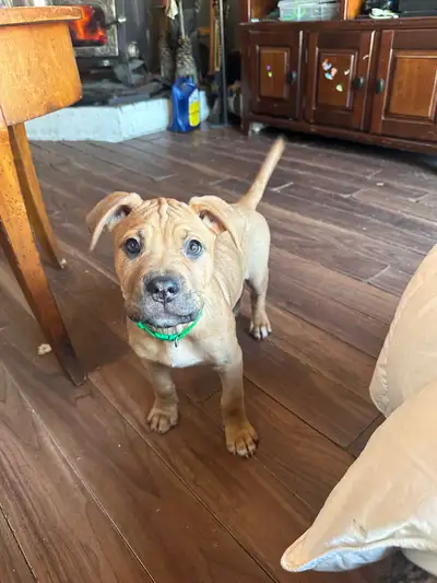 Ready for furever homes!!, View more