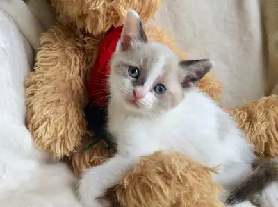 Chatons 4 Ragdoll x Snowshoes / Très ronronneux, View more