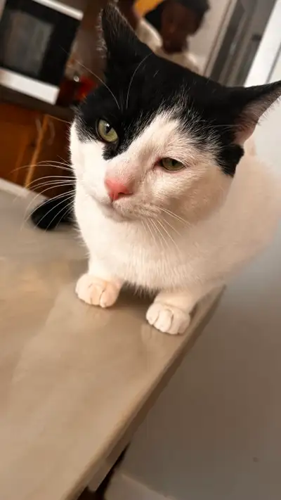 Cat his name is Mimi , View more