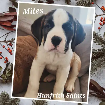 CKC Registered Saint Bernard Puppies. Ready for Homing! Only 1 left, Miles smooth boy, smart and wit...