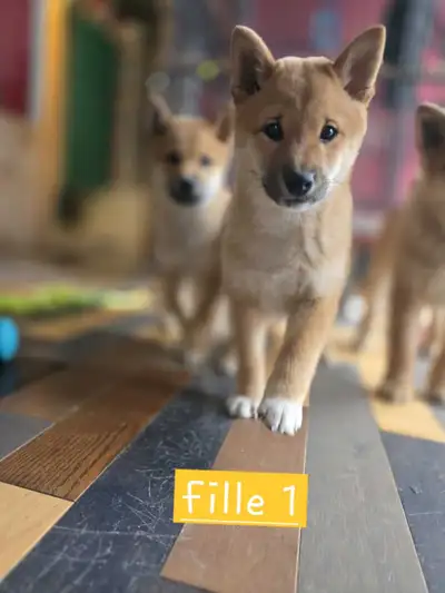 Shiba inu, sevré, 100% propre, assi, couché acquis, View more