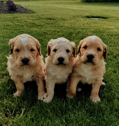 We have welcomed 3 beautiful Goldendoodle Puppies. Mom, Ellie is a golden retriever, that is loving...