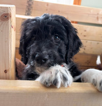 Aussiedoodle Puppies