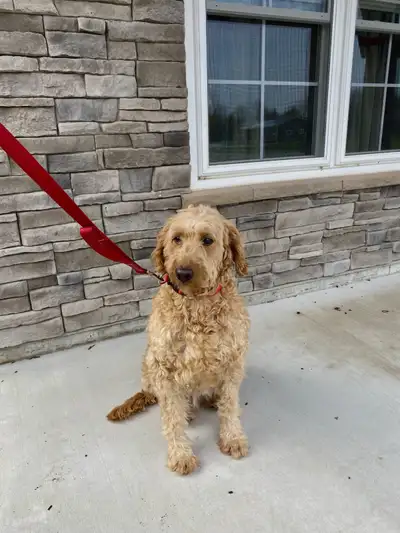 Adult Goldendoodle , View more