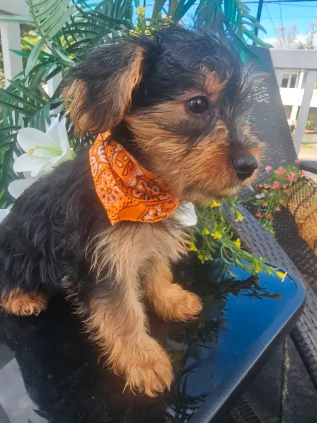 Magnifique yorkshire pure race *** personne  serieuse*** in Dogs & Puppies for Rehoming in City of Montréal - Image 5