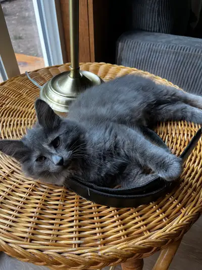 Ragdoll Maine Coon Cross Kittens 1 FEMALE LEFT, View more