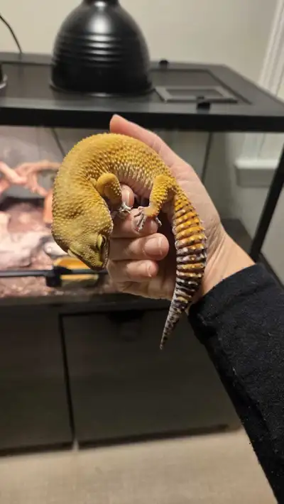 Leopard gecko, View more