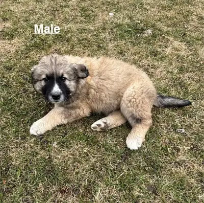Mom is a Maramma and Dad is a Shepard/Lab. Born on February 27th so they will be ready in a week. Th...