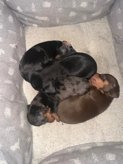Miniature Dachshunds, View more