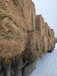Hay and Straw for sale