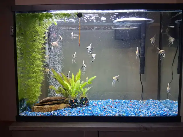 aquarium in Fish for Rehoming in Red Deer - Image 2