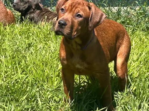 Mastiff Pups Born - January 17th 2 females Health checked, first shots, and dewormed $500