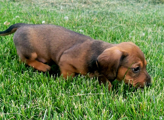 Miniature Dachshund Puppies Looking for Forever Homes! in Dogs & Puppies for Rehoming in Winnipeg - Image 2