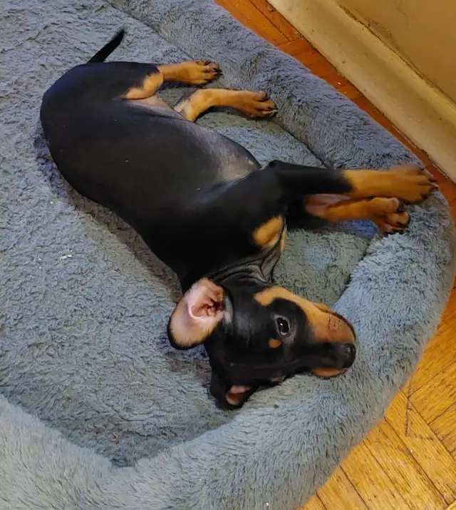 Mini Pinchers (Minpin) in Dogs & Puppies for Rehoming in Sarnia - Image 5