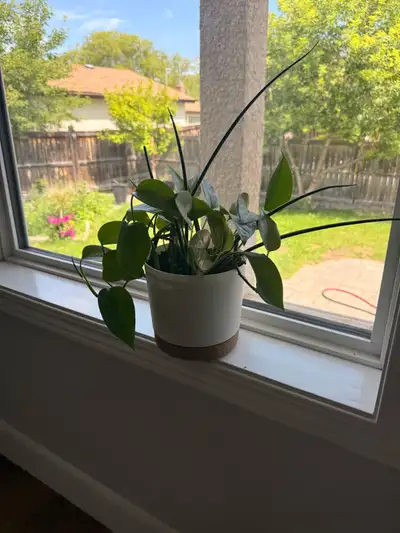 Pothos and Sansevieria Plant in Ceramic Pot, View more