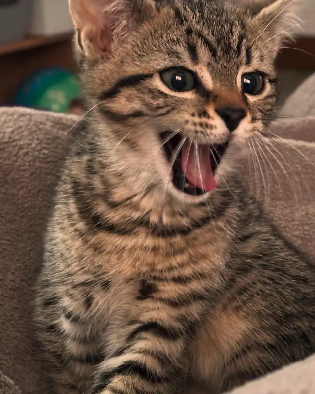 chaton cherche famille in Cats & Kittens for Rehoming in City of Montréal - Image 7