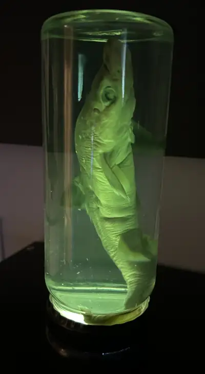 Shark Specimen Jar Science Preserved Collectible, View more