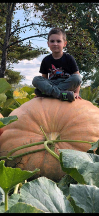 Giant Pumpkin Seeds 2023 6 seeds for 15$ Free Shipping!