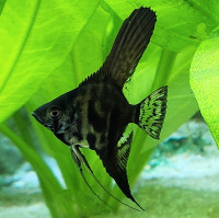 Black Laced and Marble Angelfish