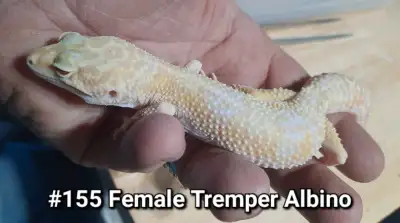 Great deal on this girl. Would make a great pet.