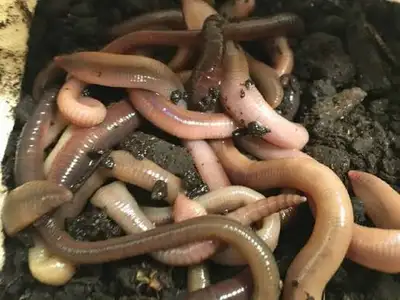 Canadian nightcrawlers! Jumbo live worms, View more