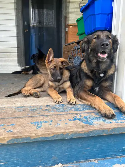 Female German Shepard puppy, View more