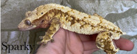 Adult male crested gecko 