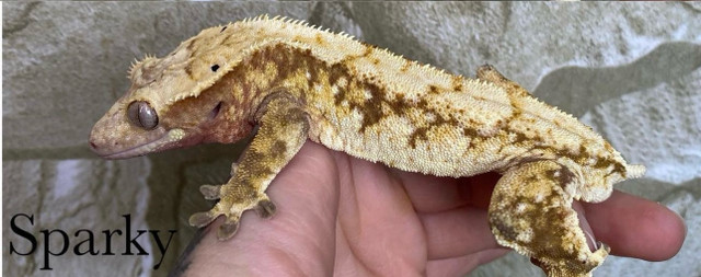Adult male crested gecko  in Other in London