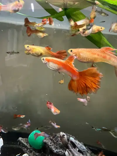 20 large guppies for $50, View more