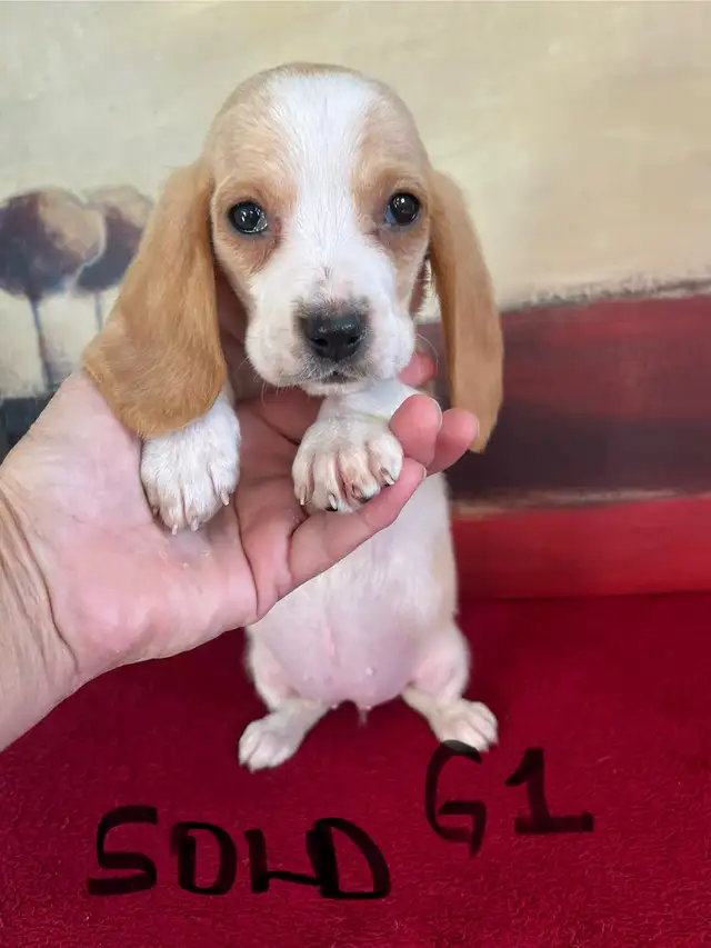 Basset Hound Pups Pure Bred in Dogs & Puppies for Rehoming in Edmonton - Image 9