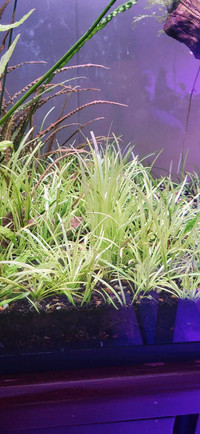 Aquarium Plants: Dwarf Sage (Sagittaria subulata)